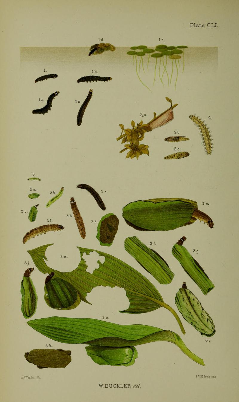Buckler W The larvæ of the British butterflies and moths PlateCLI