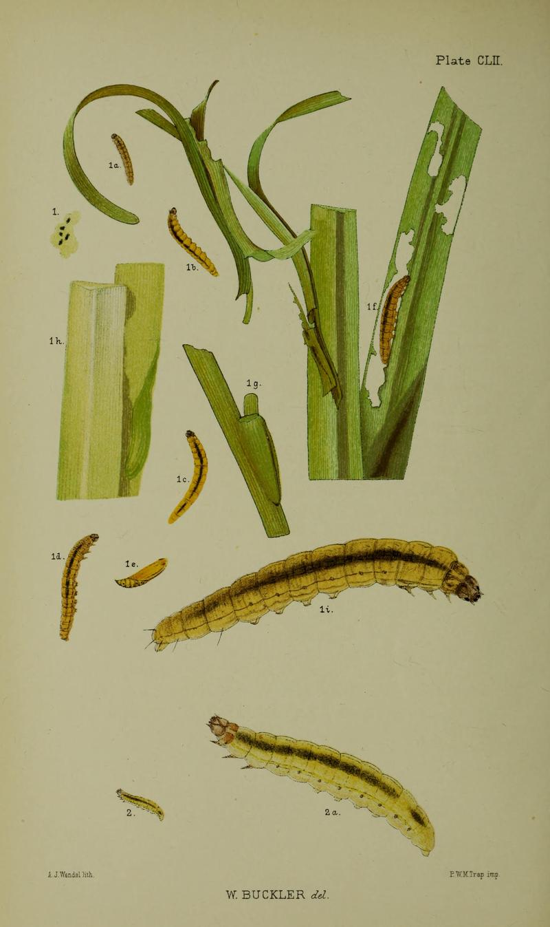 Buckler W The larvæ of the British butterflies and moths PlateCLII