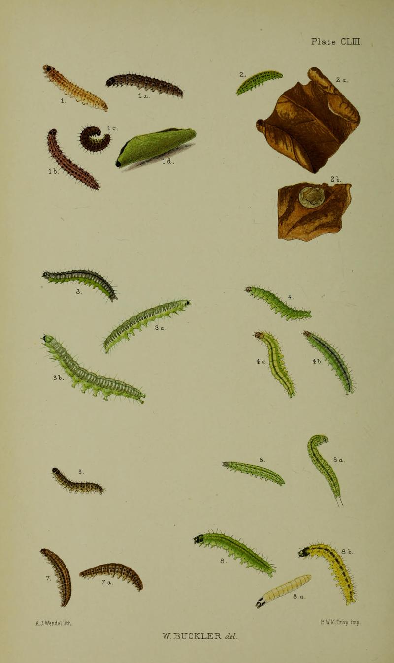 Buckler W The larvæ of the British butterflies and moths PlateCLIII