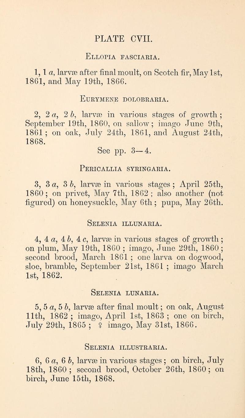 Buckler W The larvæ of the British butterflies and moths PlateCVII Text