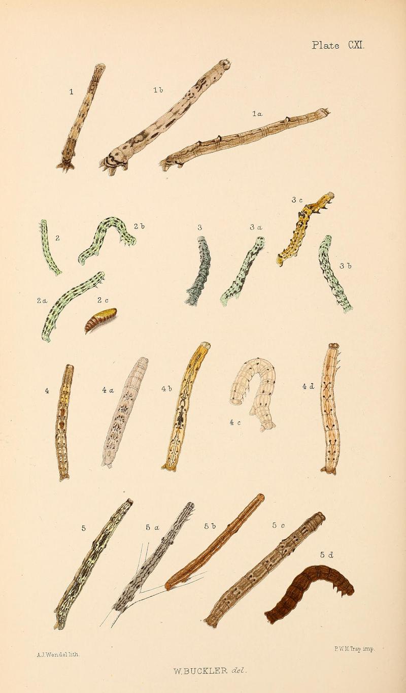 Buckler W The larvæ of the British butterflies and moths PlateCXI