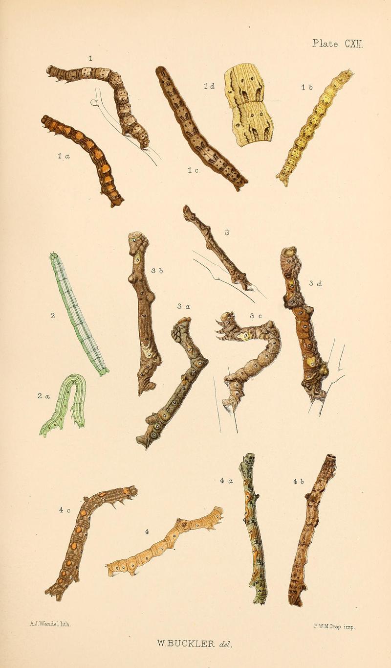 Buckler W The larvæ of the British butterflies and moths PlateCXII