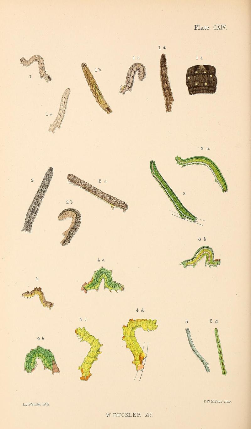 Buckler W The larvæ of the British butterflies and moths PlateCXIV