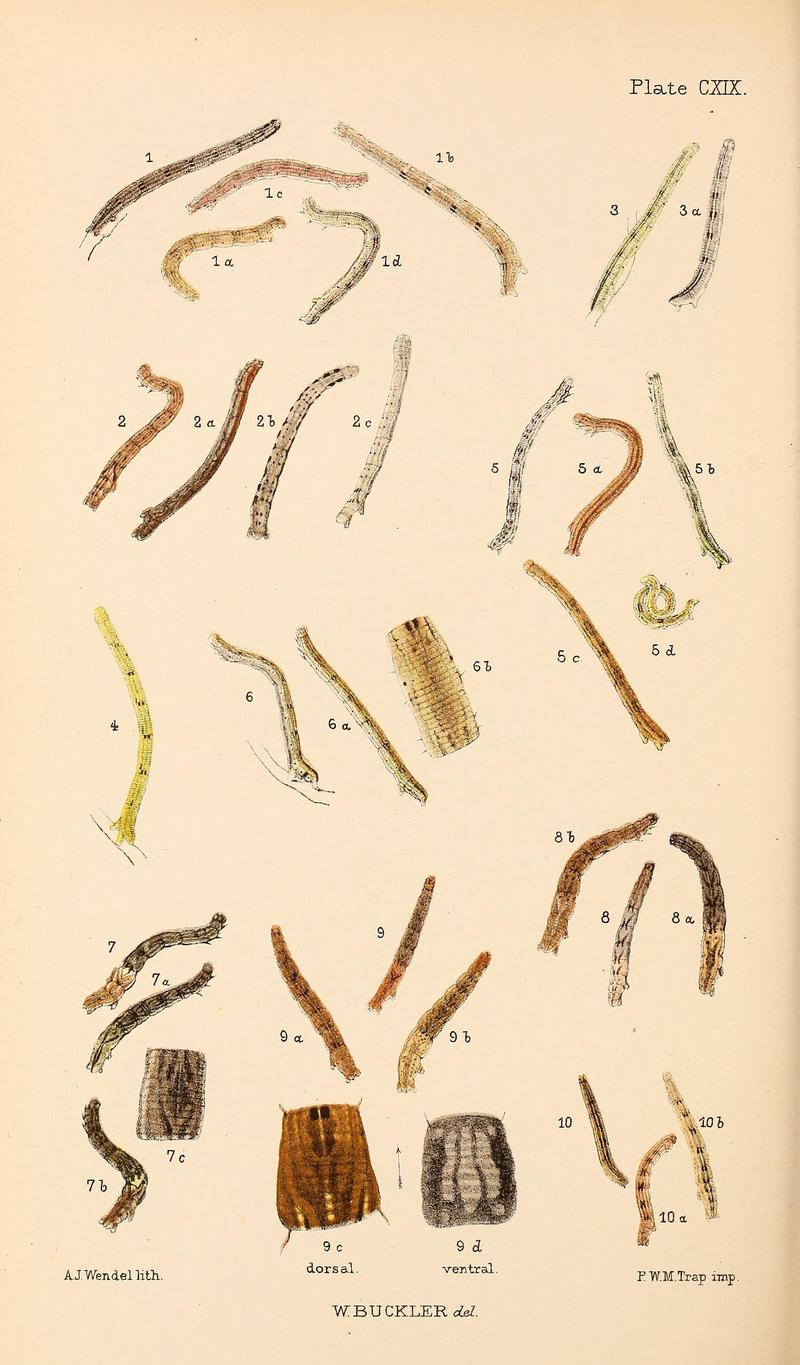 Buckler W The larvæ of the British butterflies and moths PlateCXIX