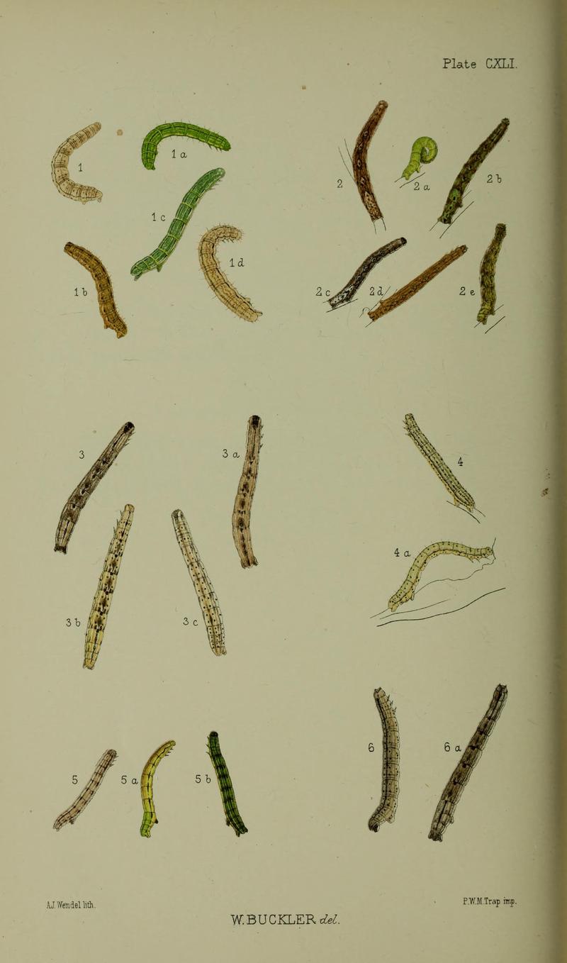 Buckler W The larvæ of the British butterflies and moths PlateCXLI