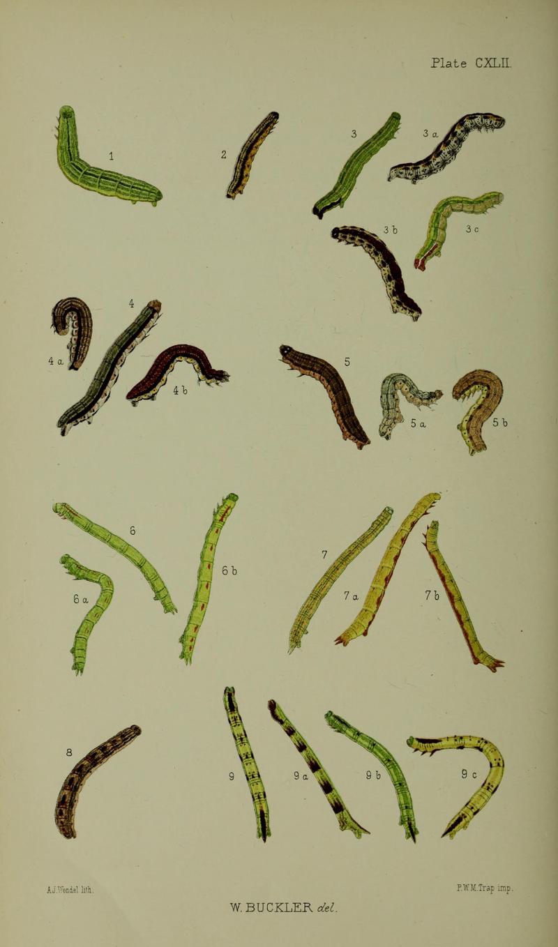 Buckler W The larvæ of the British butterflies and moths PlateCXLII