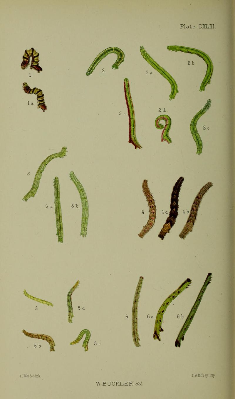 Buckler W The larvæ of the British butterflies and moths PlateCXLIII