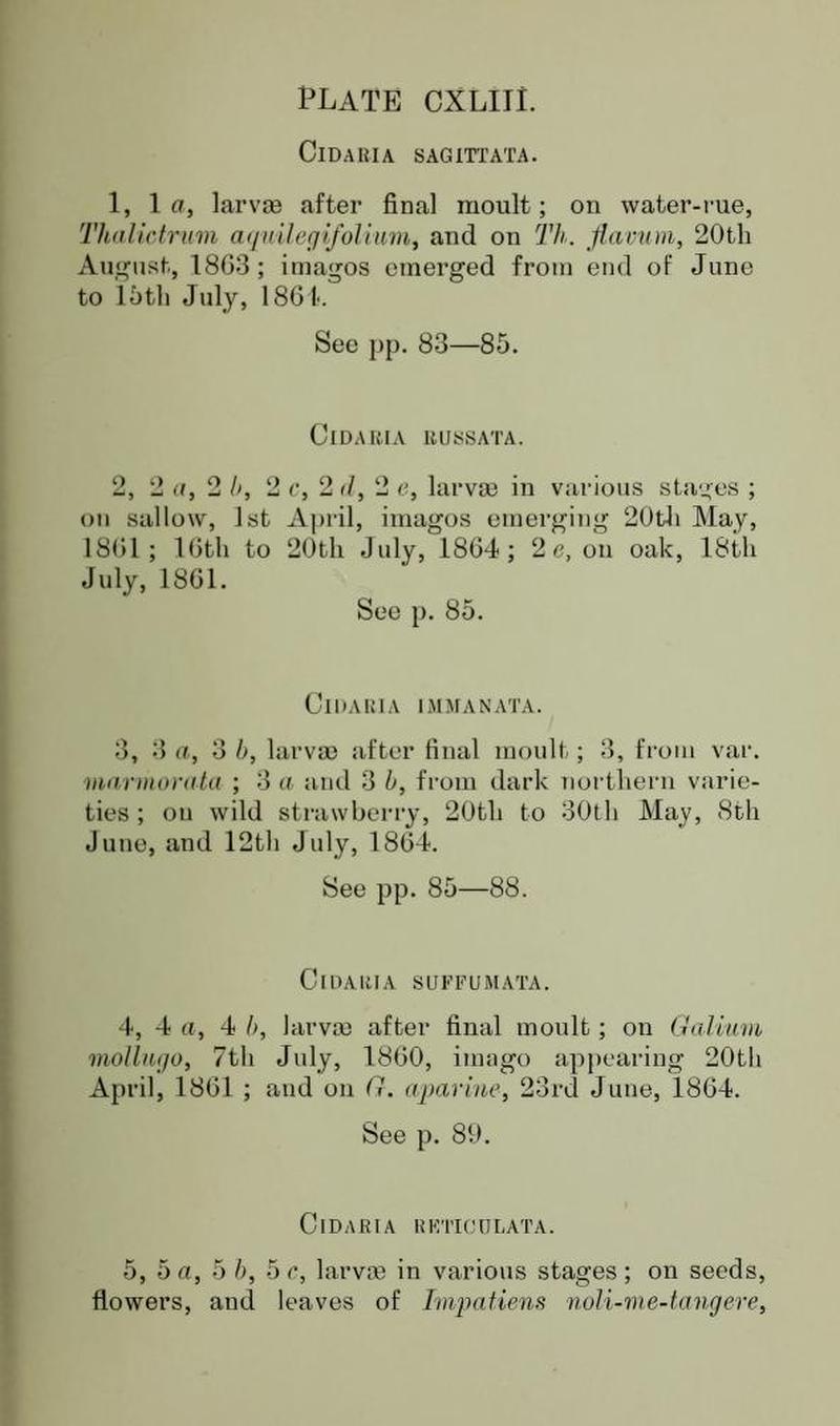 Buckler W The larvæ of the British butterflies and moths PlateCXLIIIText