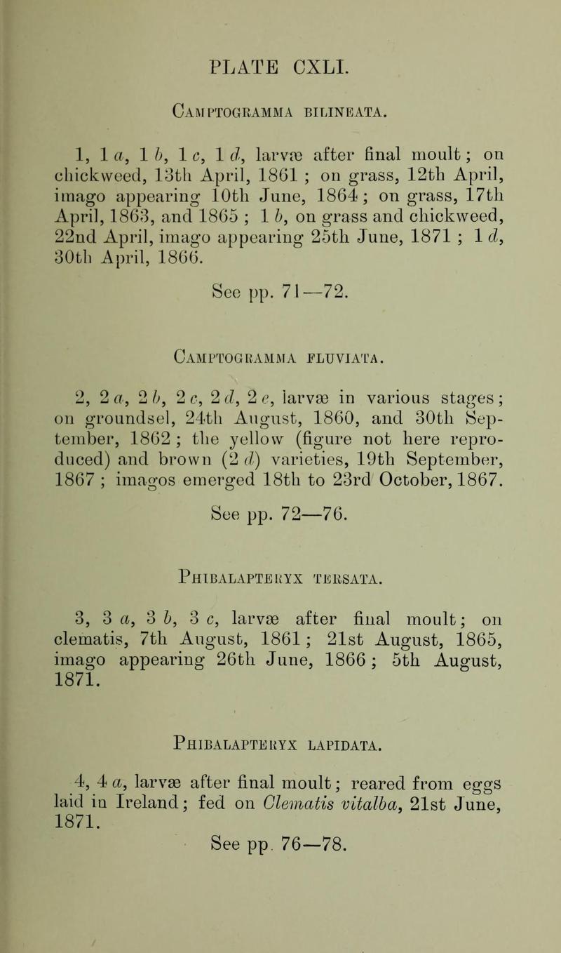 Buckler W The larvæ of the British butterflies and moths PlateCXLIText