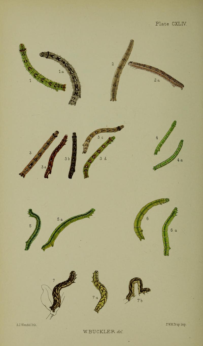 Buckler W The larvæ of the British butterflies and moths PlateCXLIV