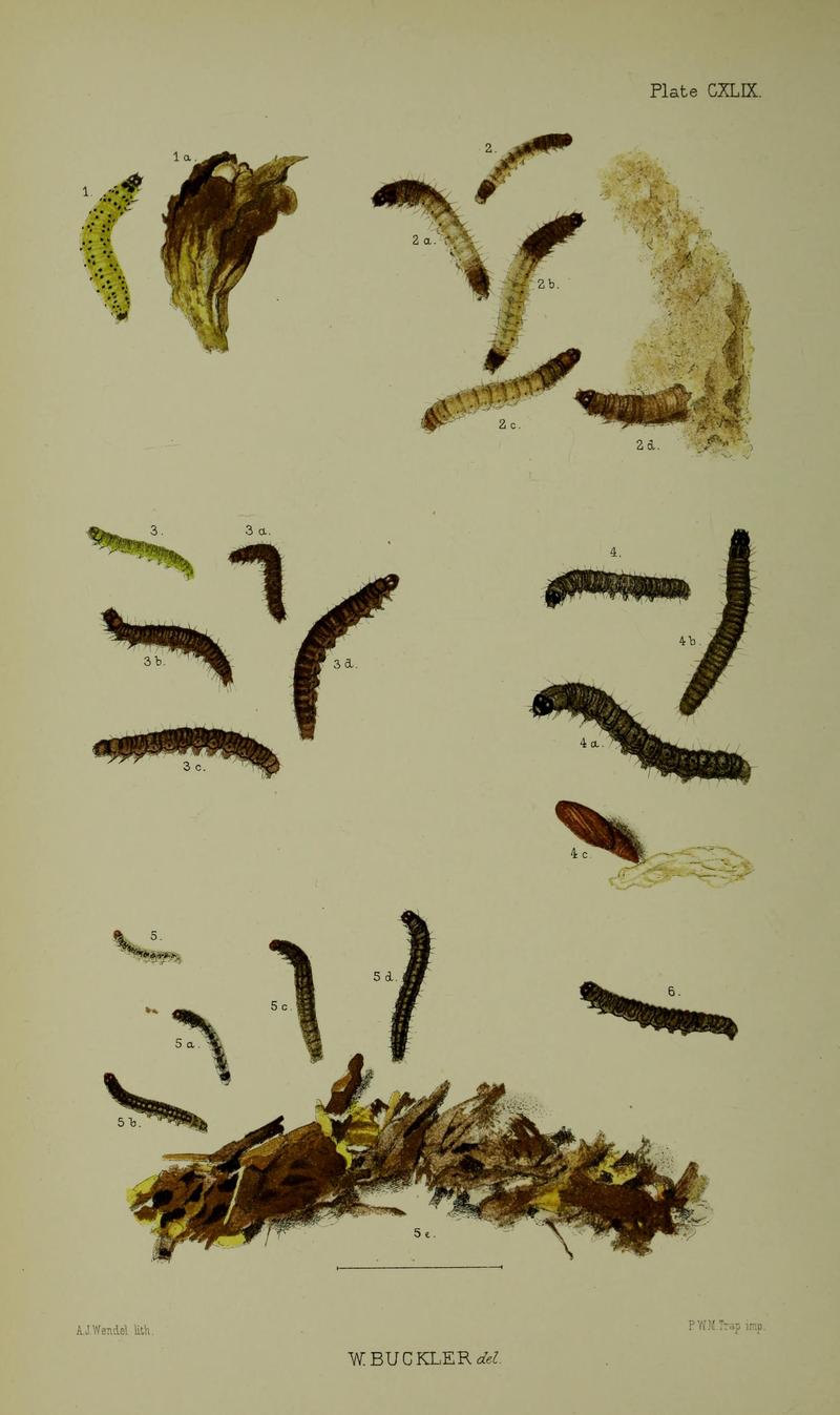 Buckler W The larvæ of the British butterflies and moths PlateCXLIX
