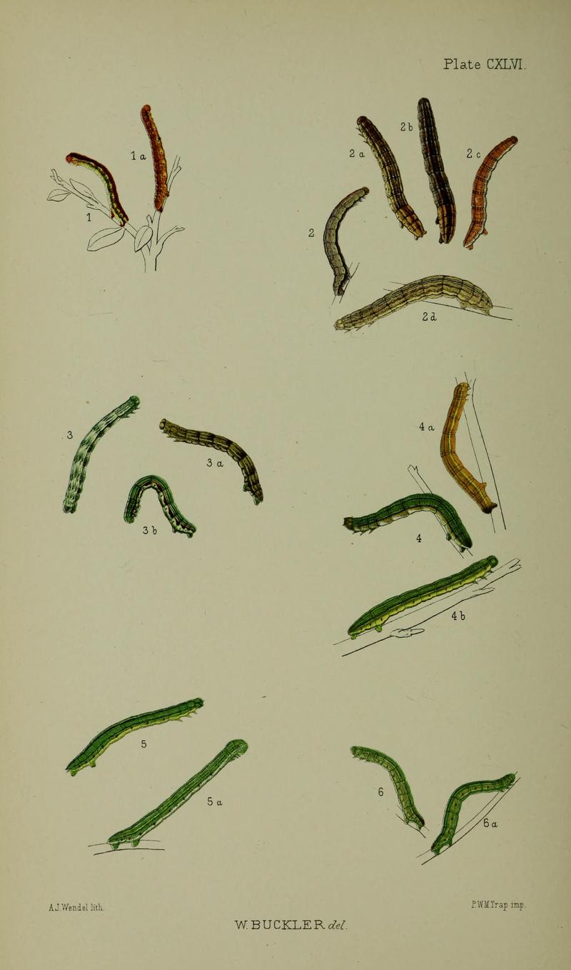 Buckler W The larvæ of the British butterflies and moths PlateCXLVI