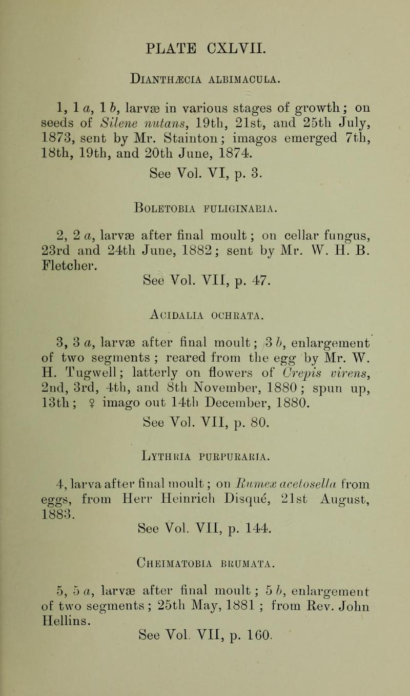Buckler W The larvæ of the British butterflies and moths PlateCXLVIIText