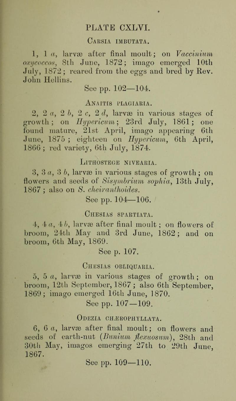 Buckler W The larvæ of the British butterflies and moths PlateCXLVIText
