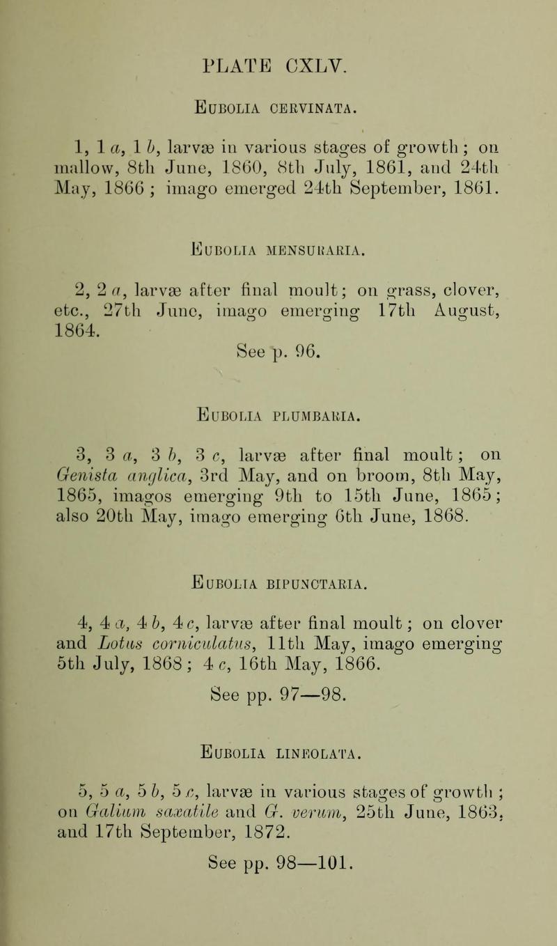 Buckler W The larvæ of the British butterflies and moths PlateCXLVText