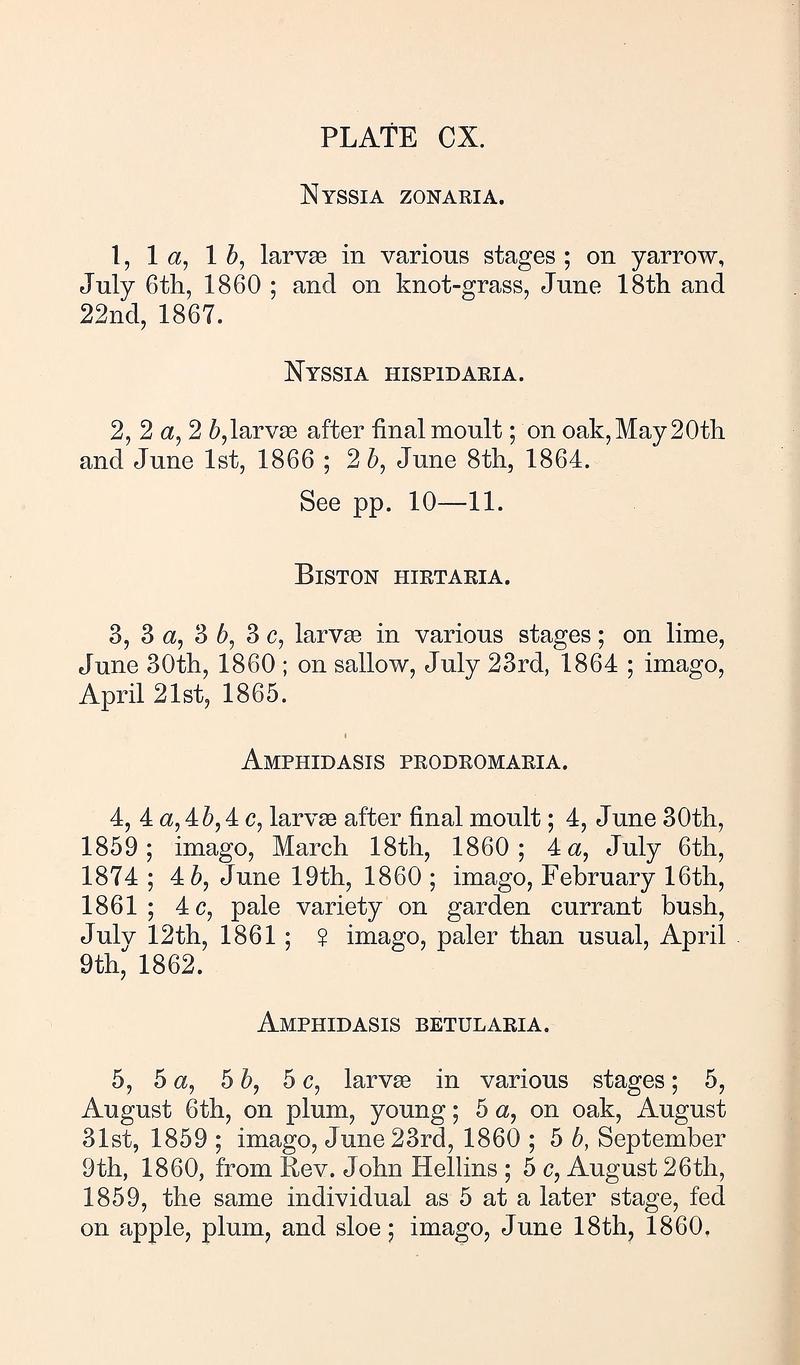 Buckler W The larvæ of the British butterflies and moths PlateCXText