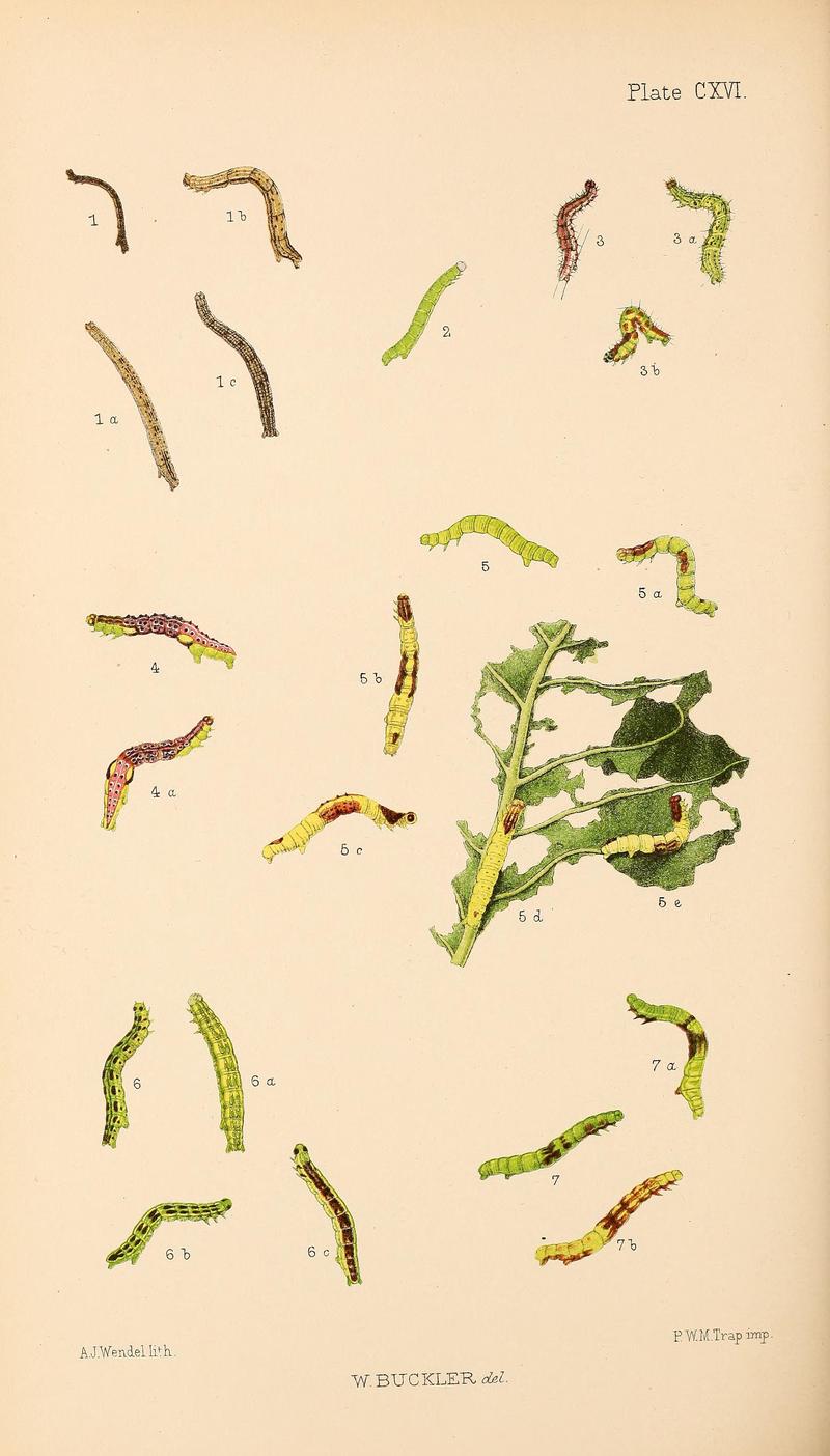 Buckler W The larvæ of the British butterflies and moths PlateCXVI