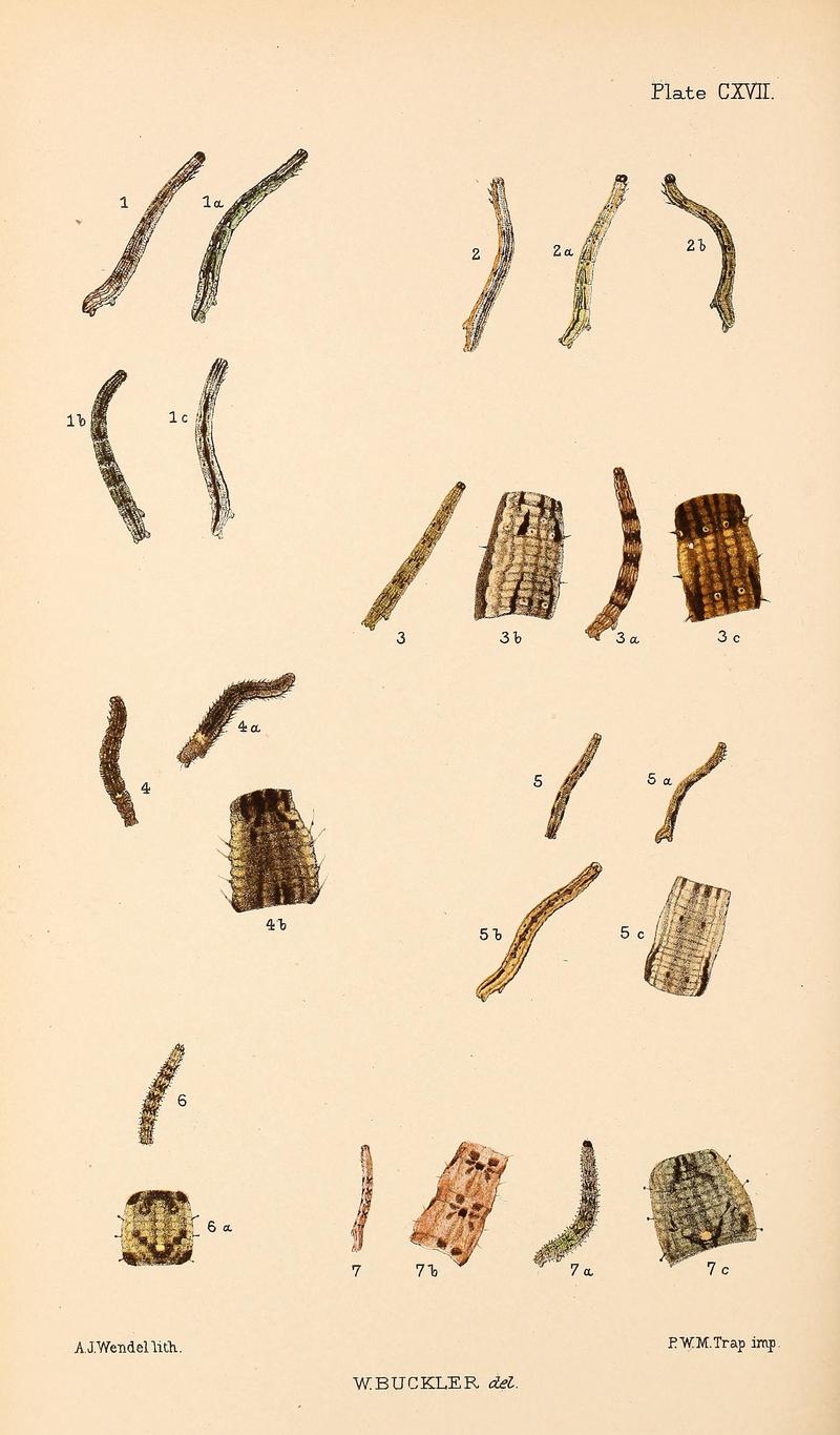 Buckler W The larvæ of the British butterflies and moths PlateCXVII