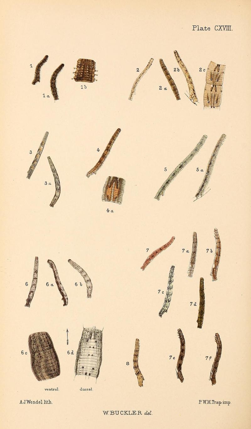 Buckler W The larvæ of the British butterflies and moths PlateCXVIII