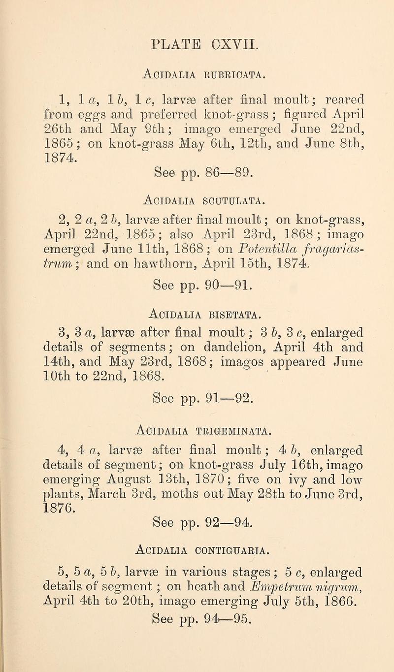Buckler W The larvæ of the British butterflies and moths PlateCXVIIText