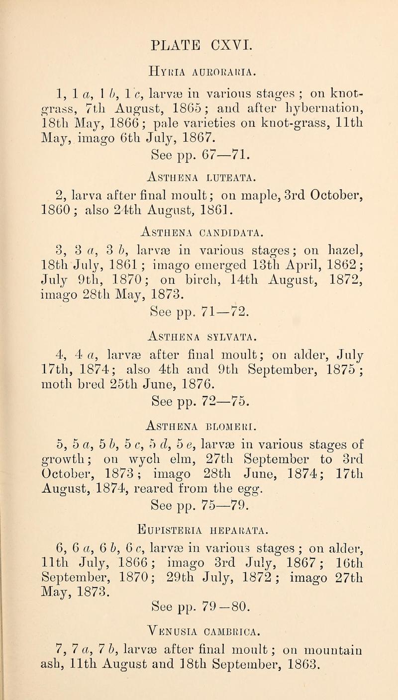 Buckler W The larvæ of the British butterflies and moths PlateCXVIText