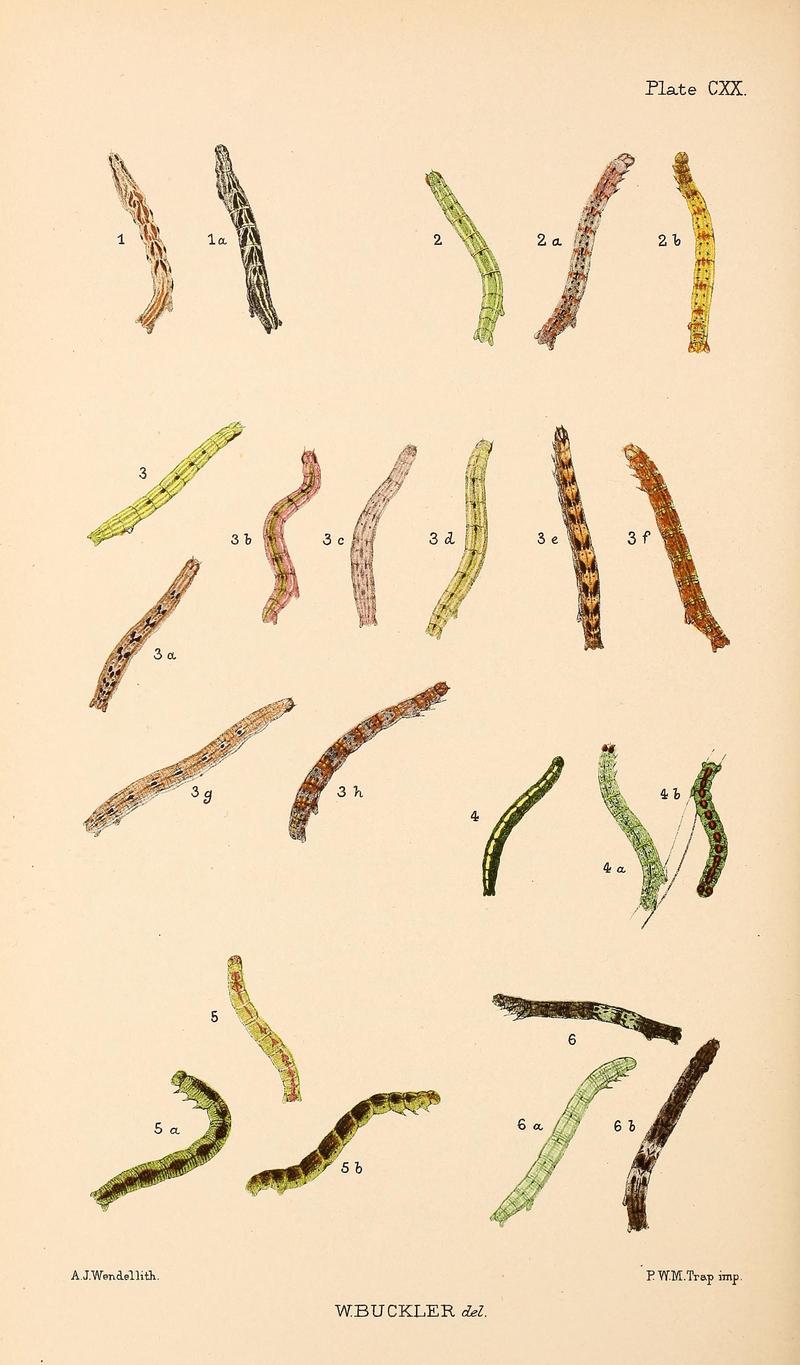 Buckler W The larvæ of the British butterflies and moths PlateCXX