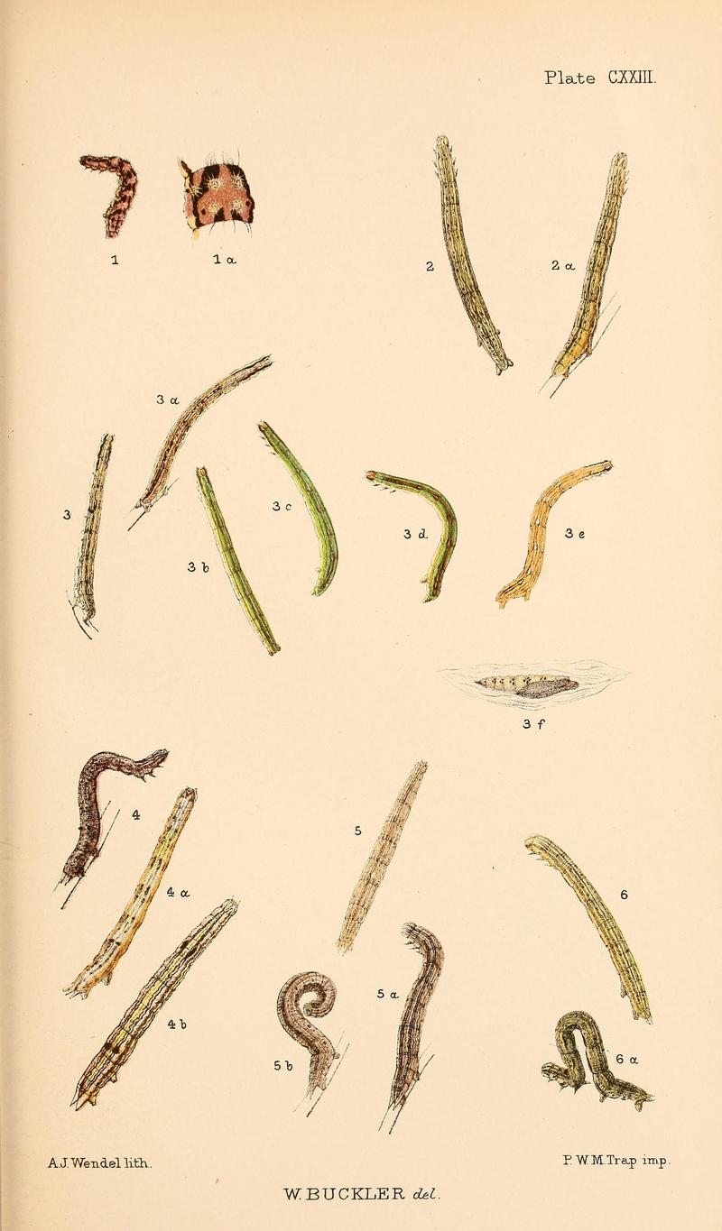 Buckler W The larvæ of the British butterflies and moths PlateCXXIII