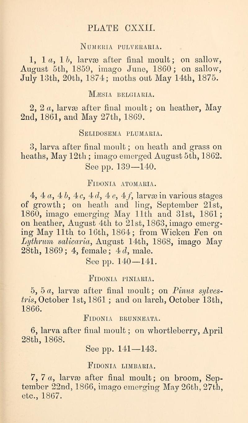 Buckler W The larvæ of the British butterflies and moths PlateCXXIIText