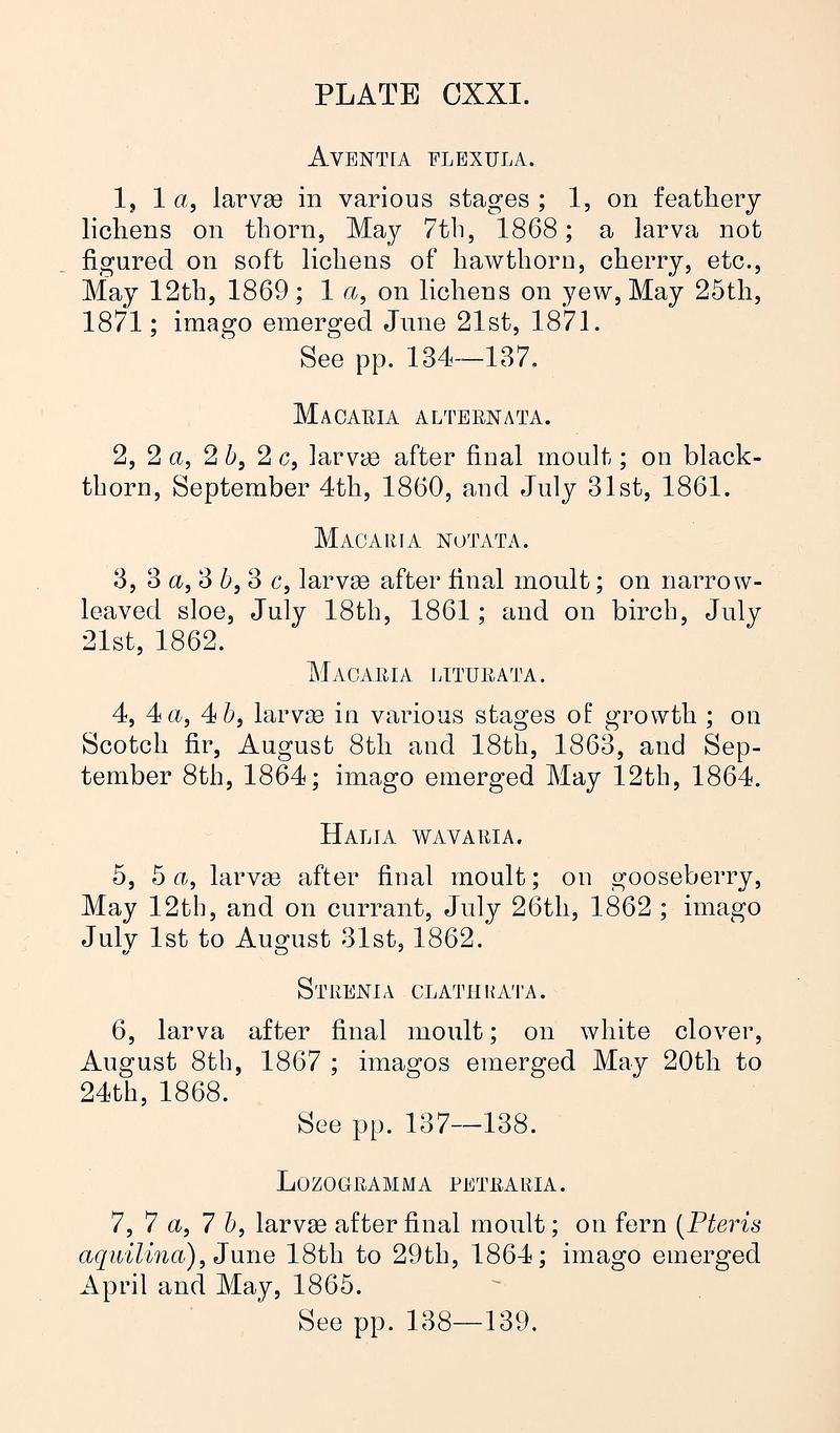 Buckler W The larvæ of the British butterflies and moths PlateCXXIText