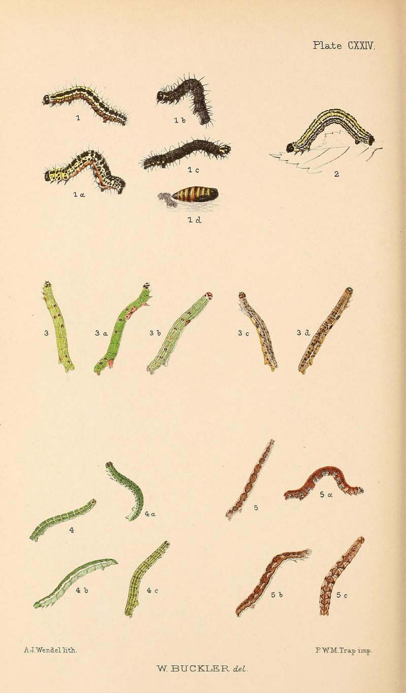 Buckler W The larvæ of the British butterflies and moths PlateCXXIV