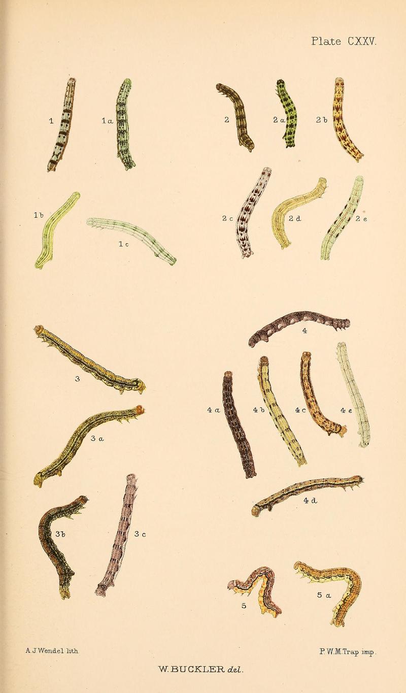 Buckler W The larvæ of the British butterflies and moths PlateCXXV