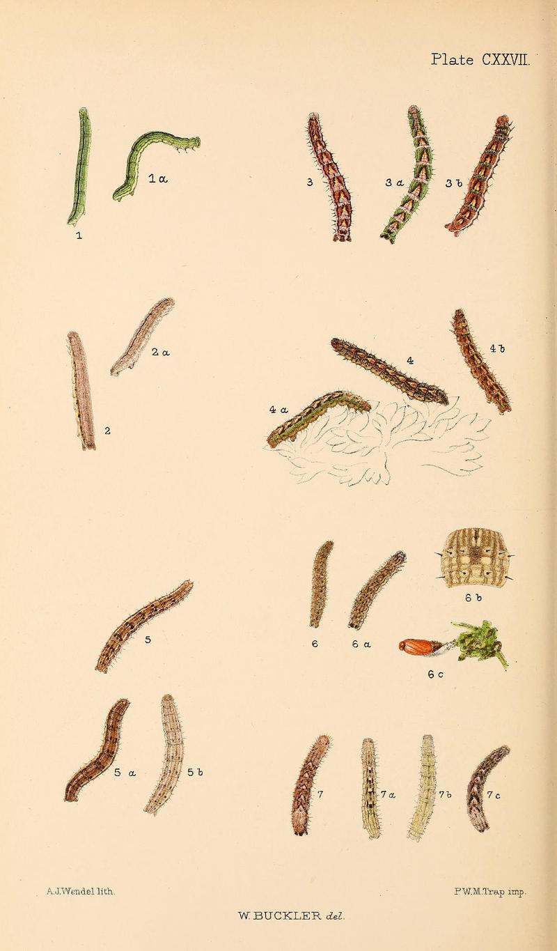 Buckler W The larvæ of the British butterflies and moths PlateCXXVII