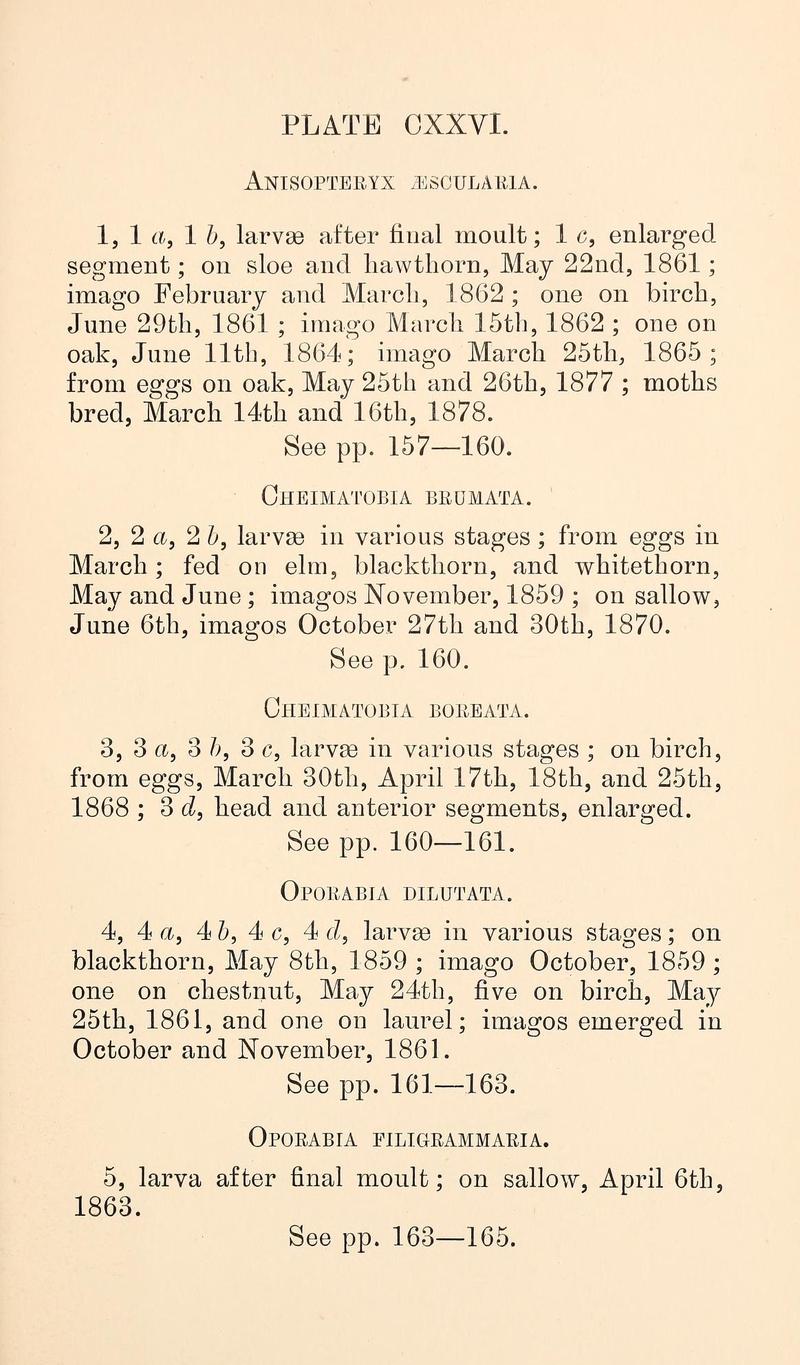 Buckler W The larvæ of the British butterflies and moths PlateCXXVIText