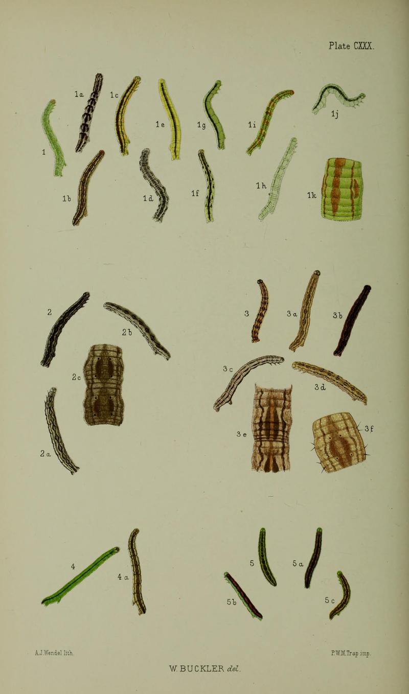 Buckler W The larvæ of the British butterflies and moths PlateCXXX
