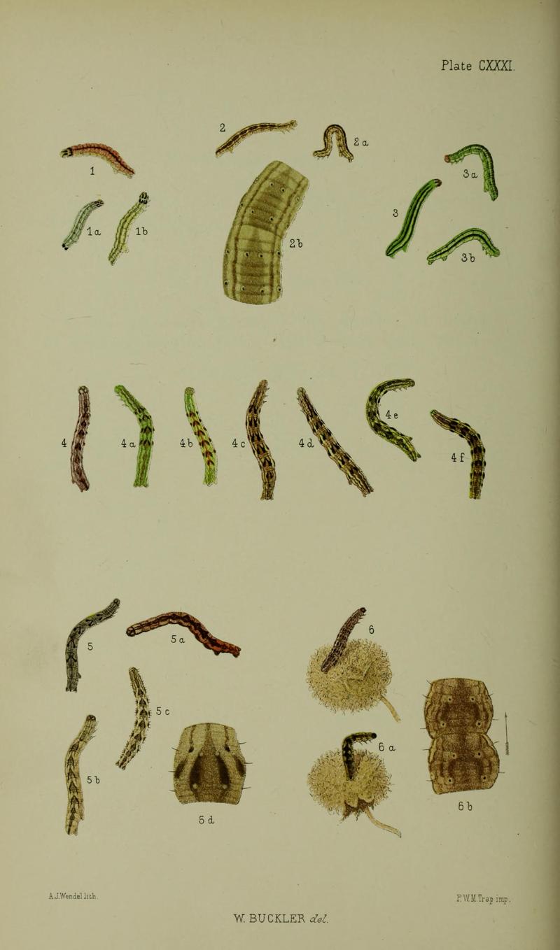 Buckler W The larvæ of the British butterflies and moths PlateCXXXI