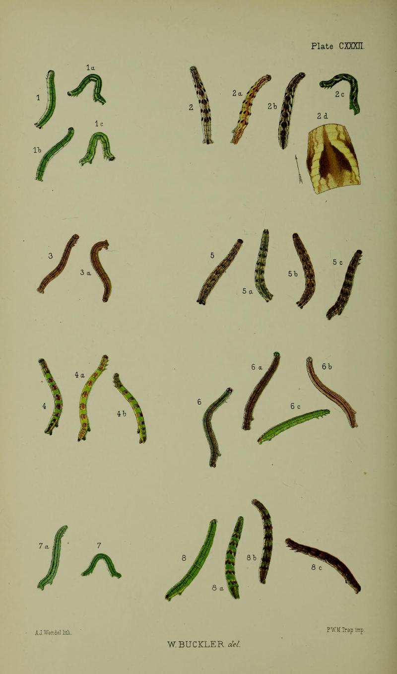 Buckler W The larvæ of the British butterflies and moths PlateCXXXII
