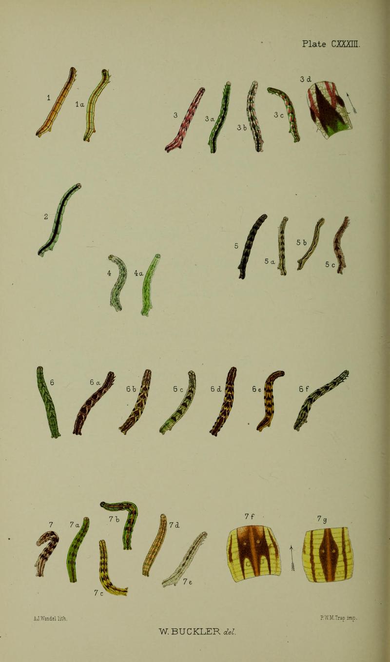 Buckler W The larvæ of the British butterflies and moths PlateCXXXIII