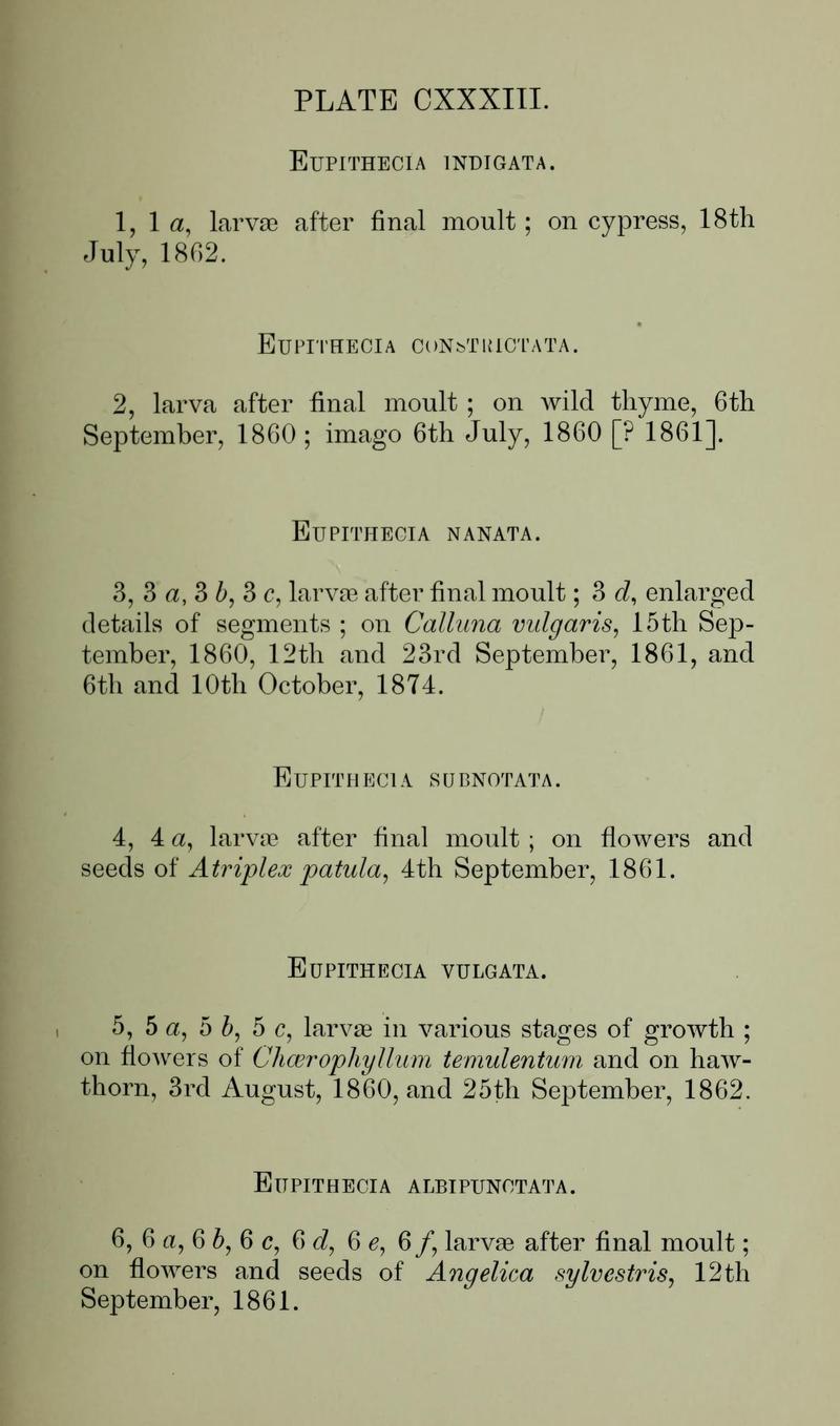 Buckler W The larvæ of the British butterflies and moths PlateCXXXIIIText