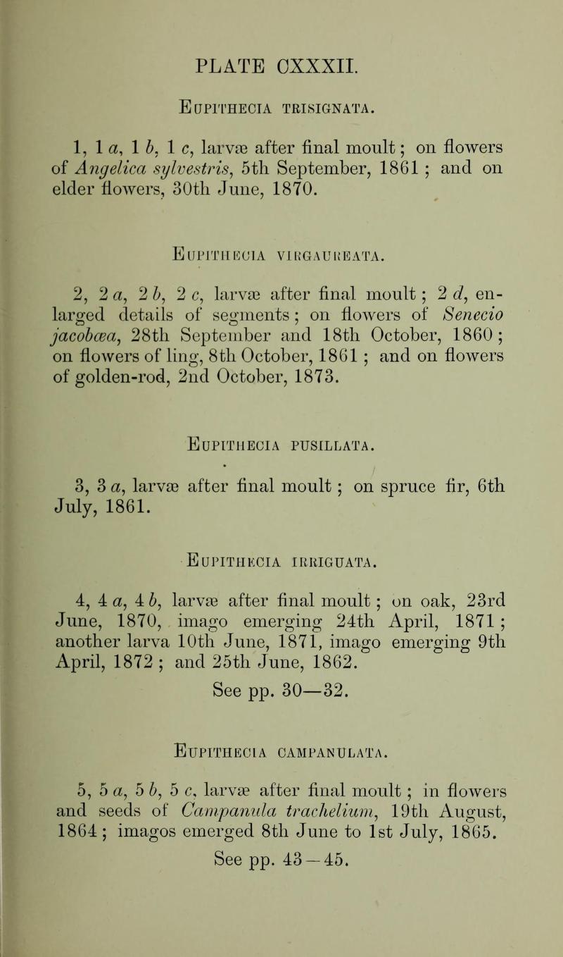 Buckler W The larvæ of the British butterflies and moths PlateCXXXIIText