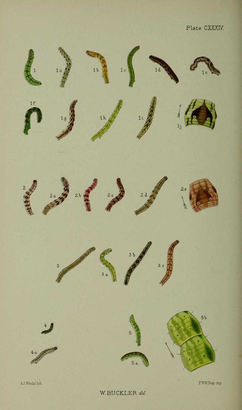 Buckler W The larvæ of the British butterflies and moths PlateCXXXIV