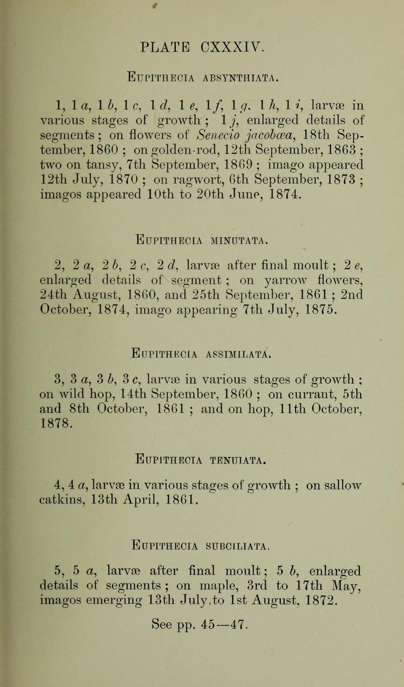 Buckler W The larvæ of the British butterflies and moths PlateCXXXIVText