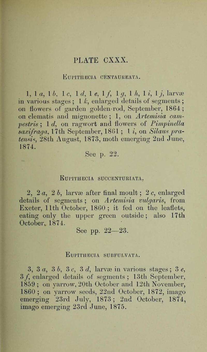 Buckler W The larvæ of the British butterflies and moths PlateCXXXText