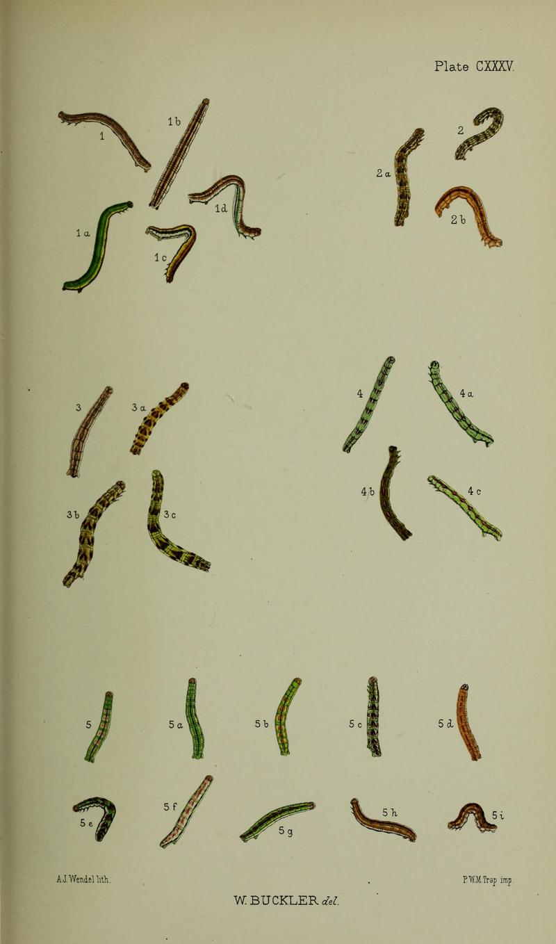 Buckler W The larvæ of the British butterflies and moths PlateCXXXV