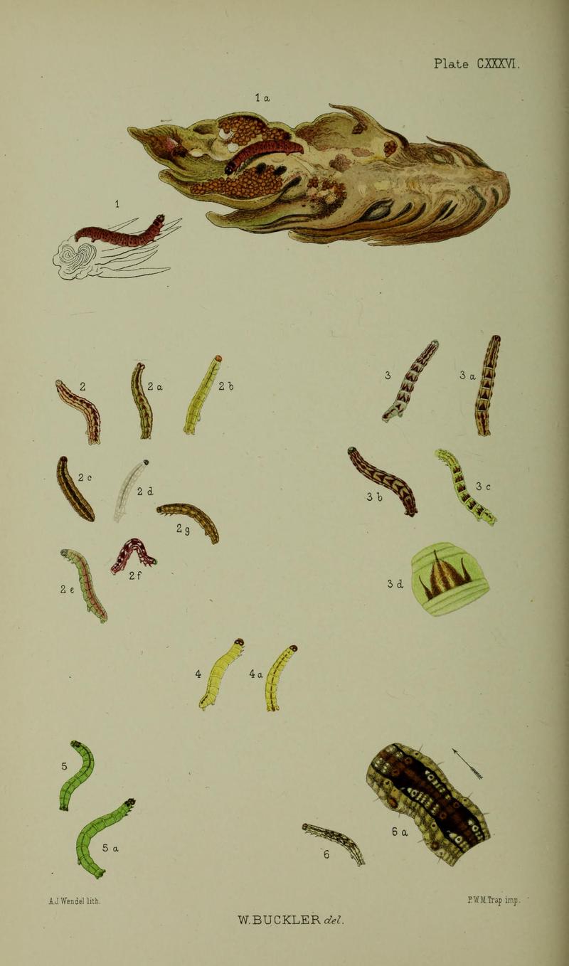 Buckler W The larvæ of the British butterflies and moths PlateCXXXVI