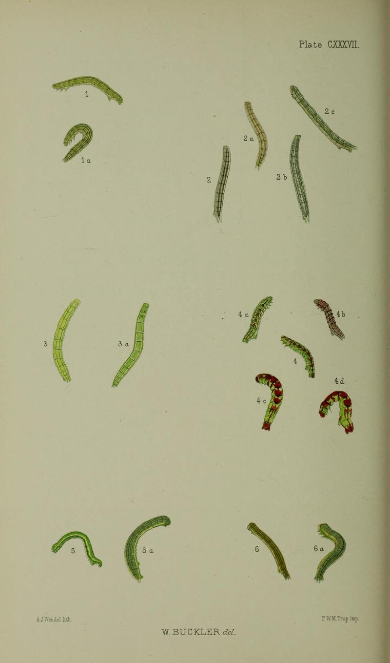 Buckler W The larvæ of the British butterflies and moths PlateCXXXVII
