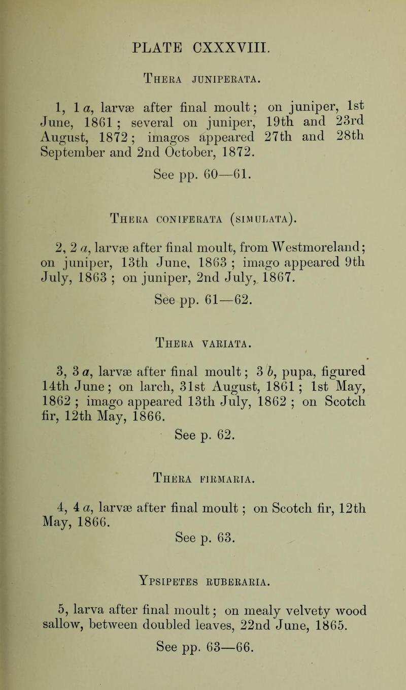 Buckler W The larvæ of the British butterflies and moths PlateCXXXVIIIText