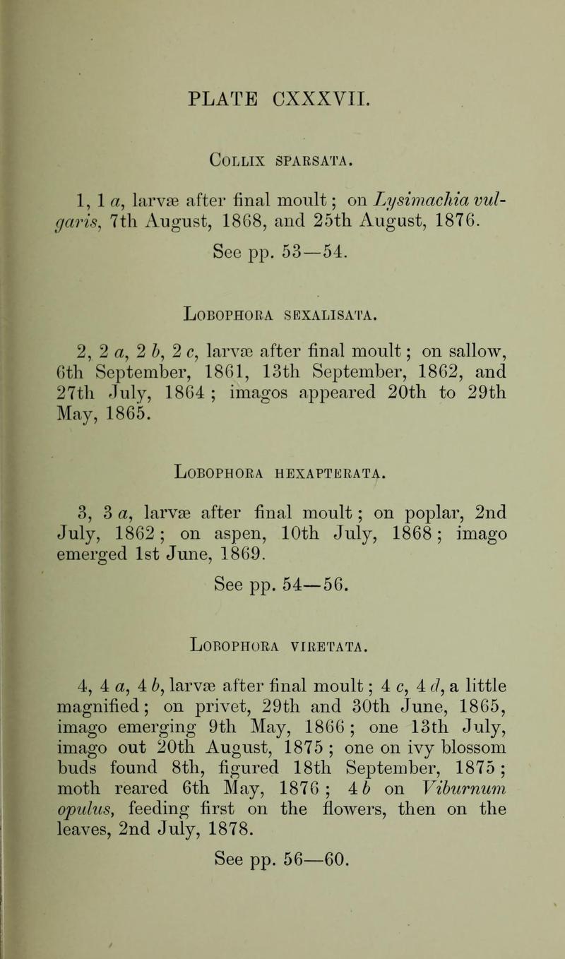 Buckler W The larvæ of the British butterflies and moths PlateCXXXVIIText