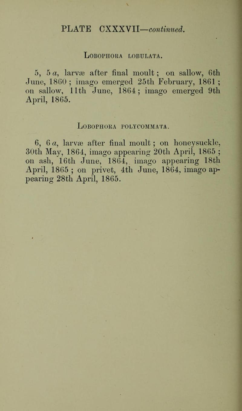 Buckler W The larvæ of the British butterflies and moths PlateCXXXVIIText2