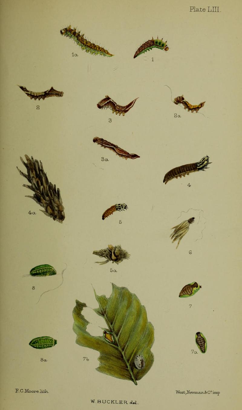 Buckler W The larvæ of the British butterflies and moths PlateLIII