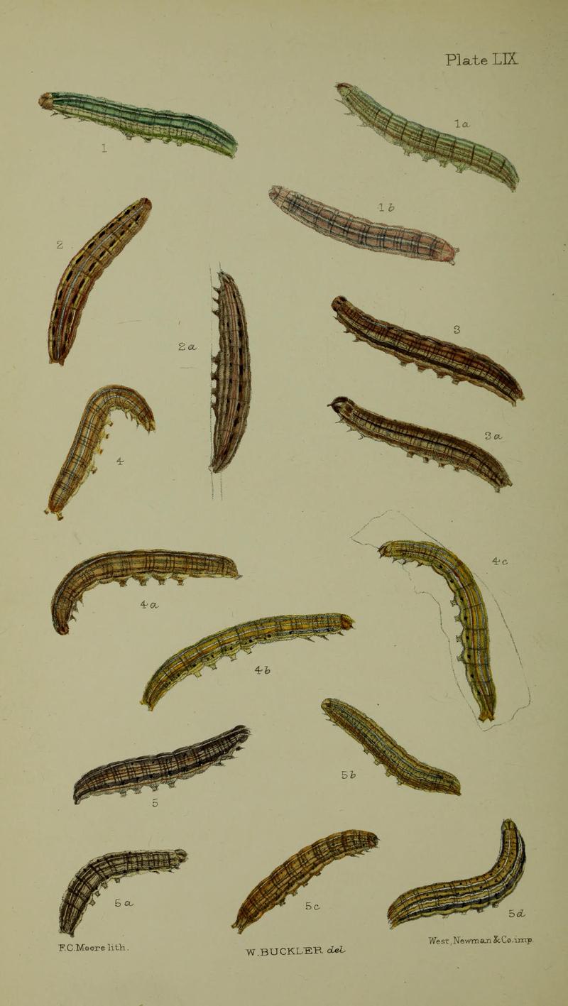 Buckler W The larvæ of the British butterflies and moths PlateLIX